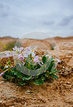 Holy Land Series- Ramon Crater Makhtesh - desert blossom 12 photo